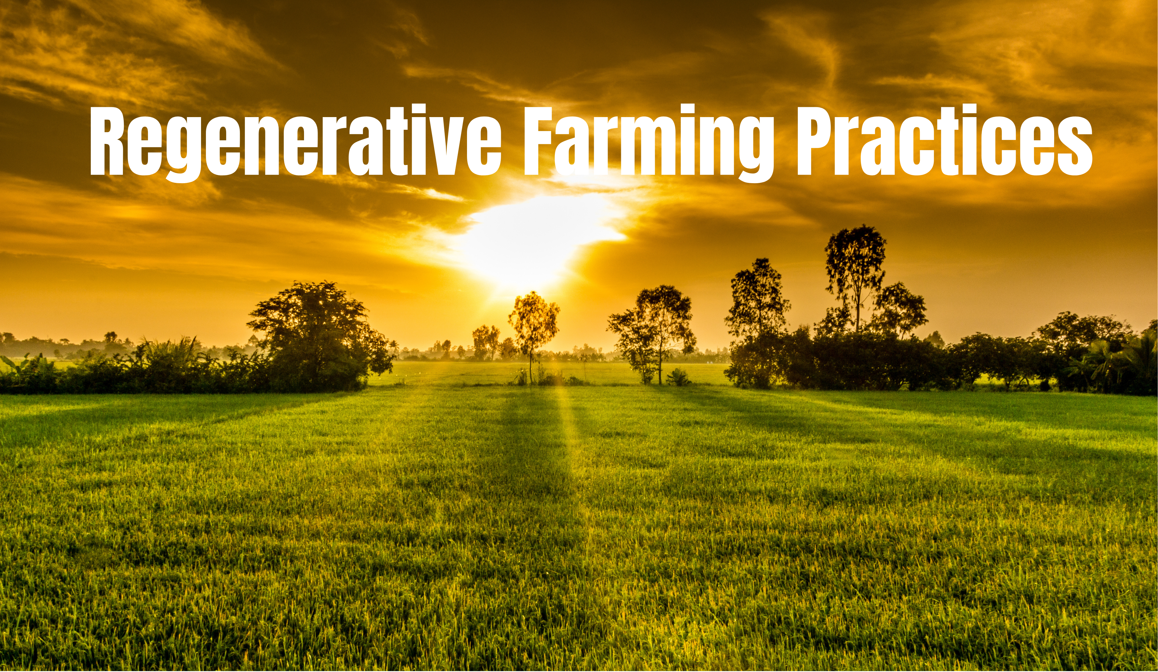 Regenerative Practice 1